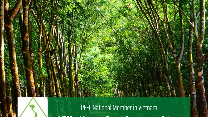 VFCS/PEFC Certification Explained: Vietnam’s National Forest Certification